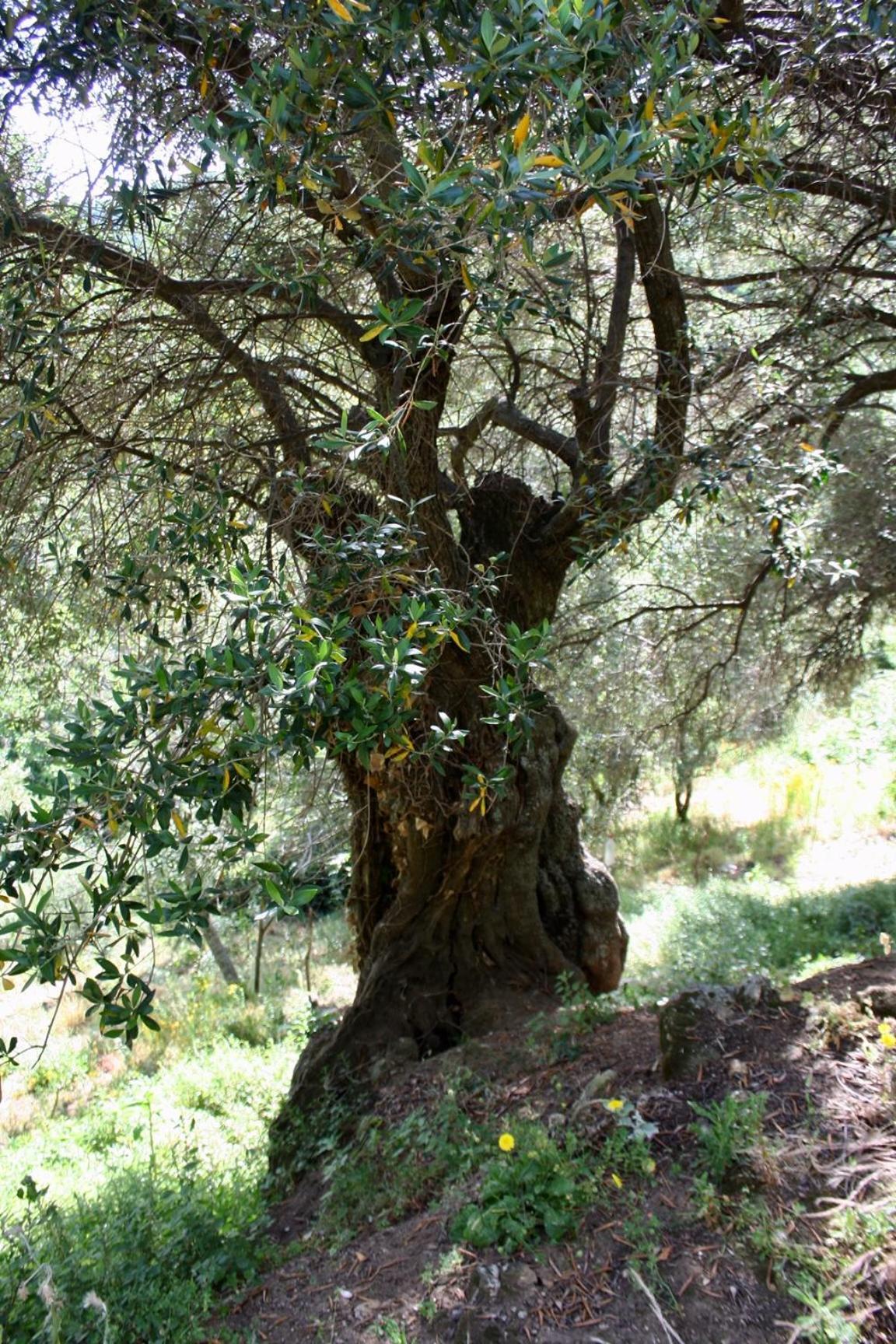 Costa Di Sognu Villa Eksteriør bilde