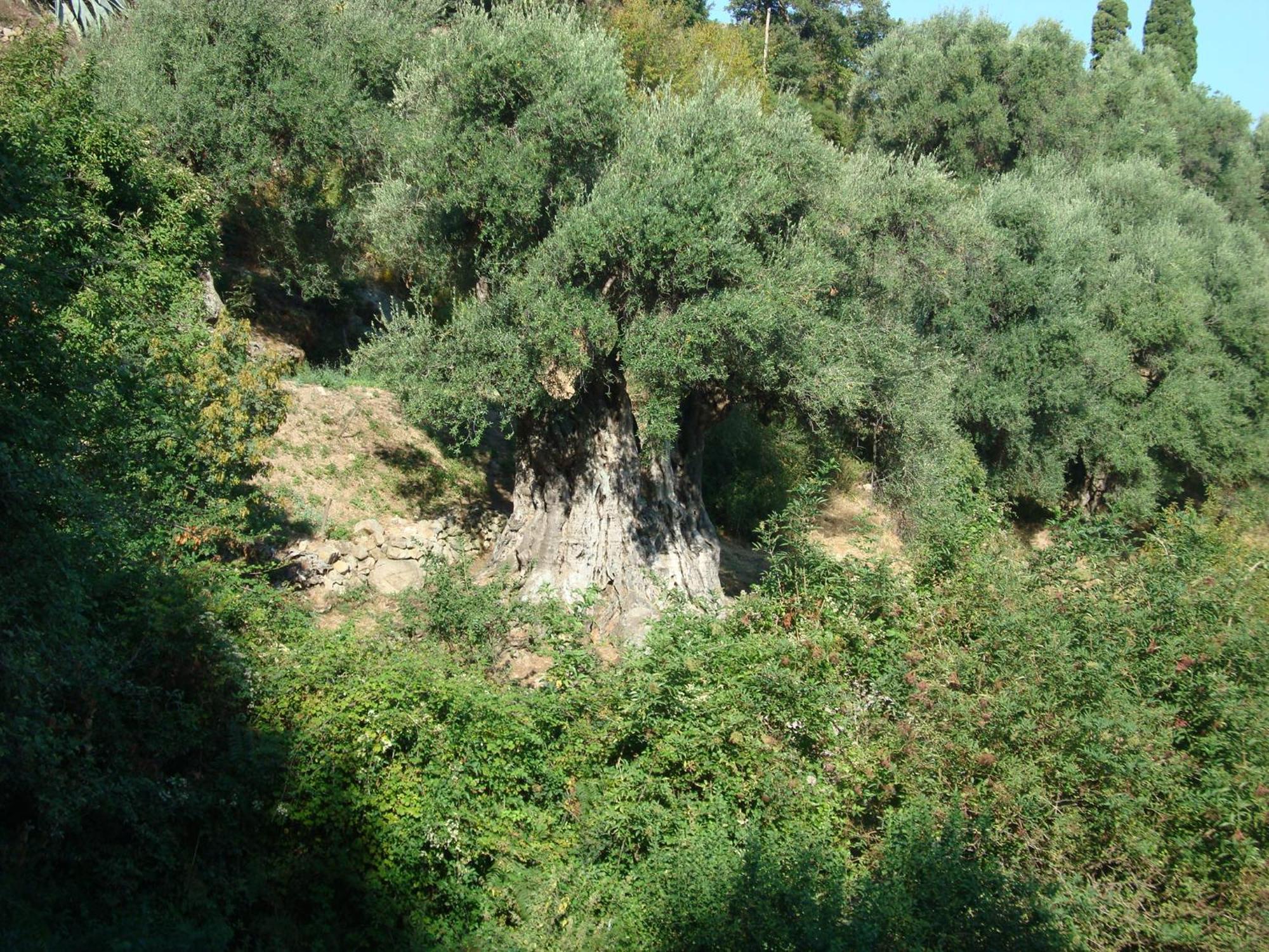 Costa Di Sognu Villa Eksteriør bilde