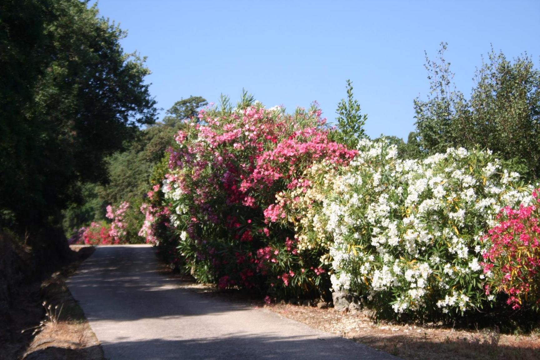 Costa Di Sognu Villa Eksteriør bilde